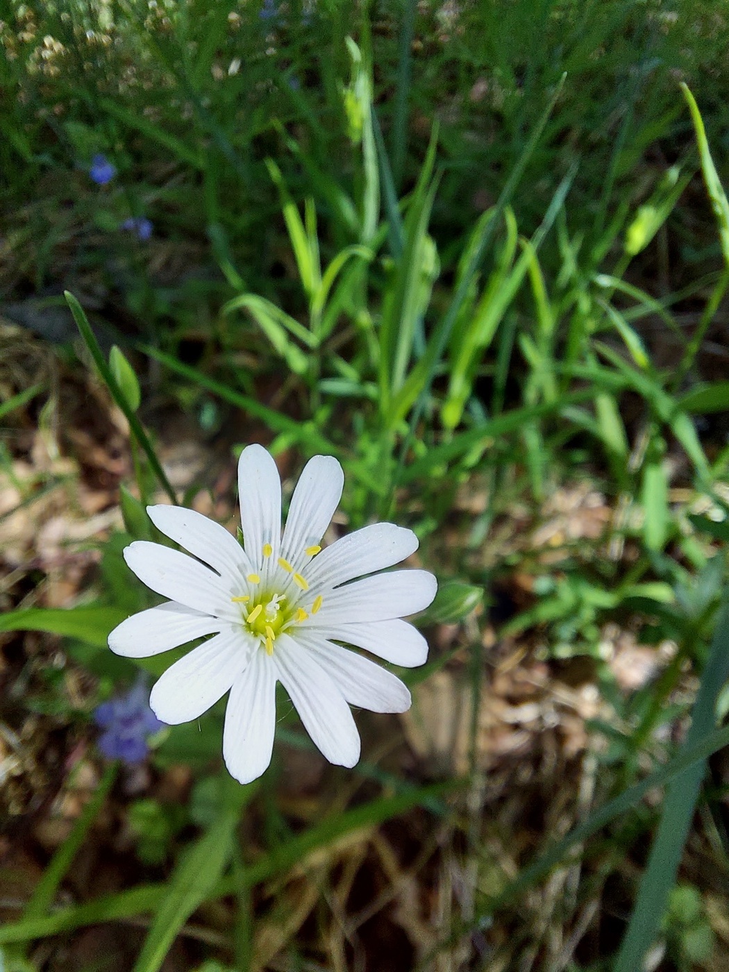 White Flower