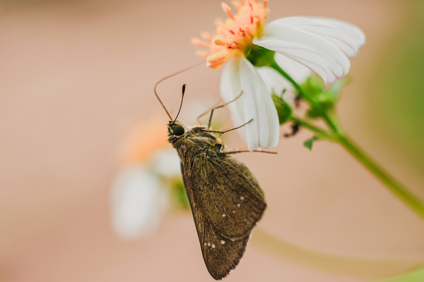 Butterfly and Flower
