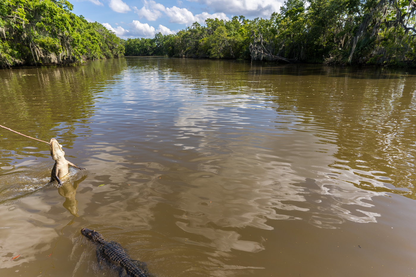 how much is the fish?