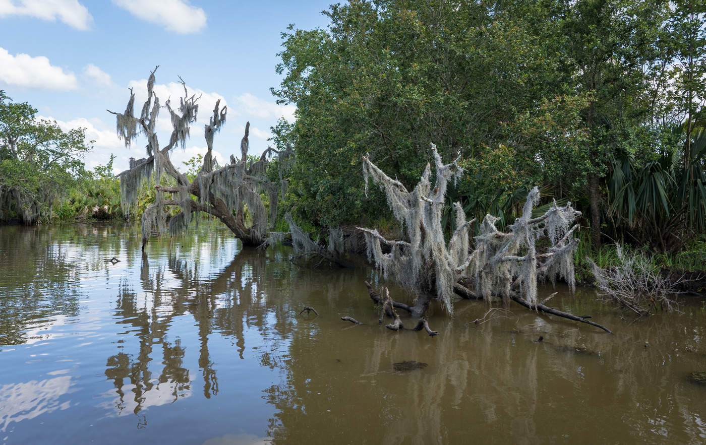 Louisiana swamp