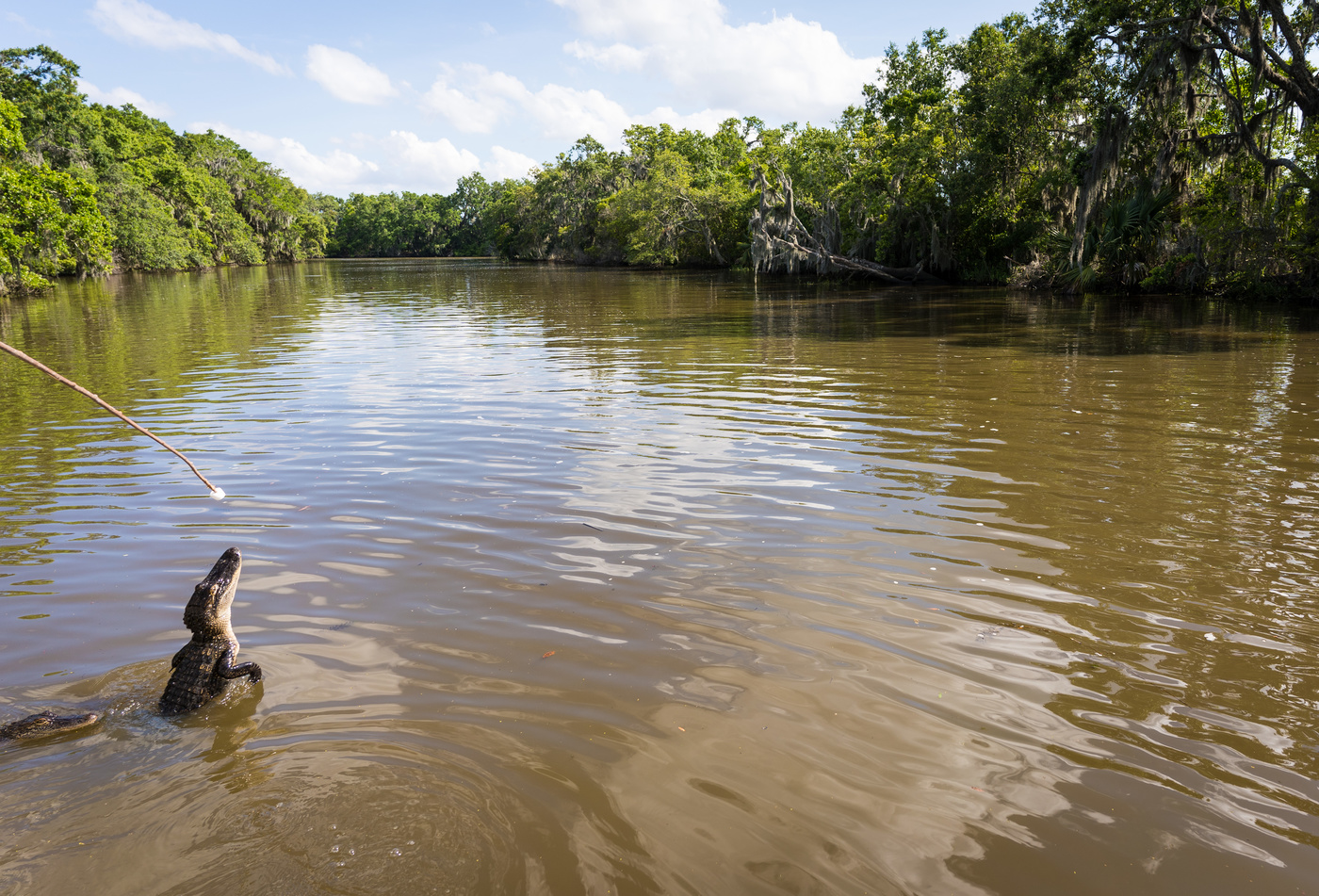 How much is the fish?