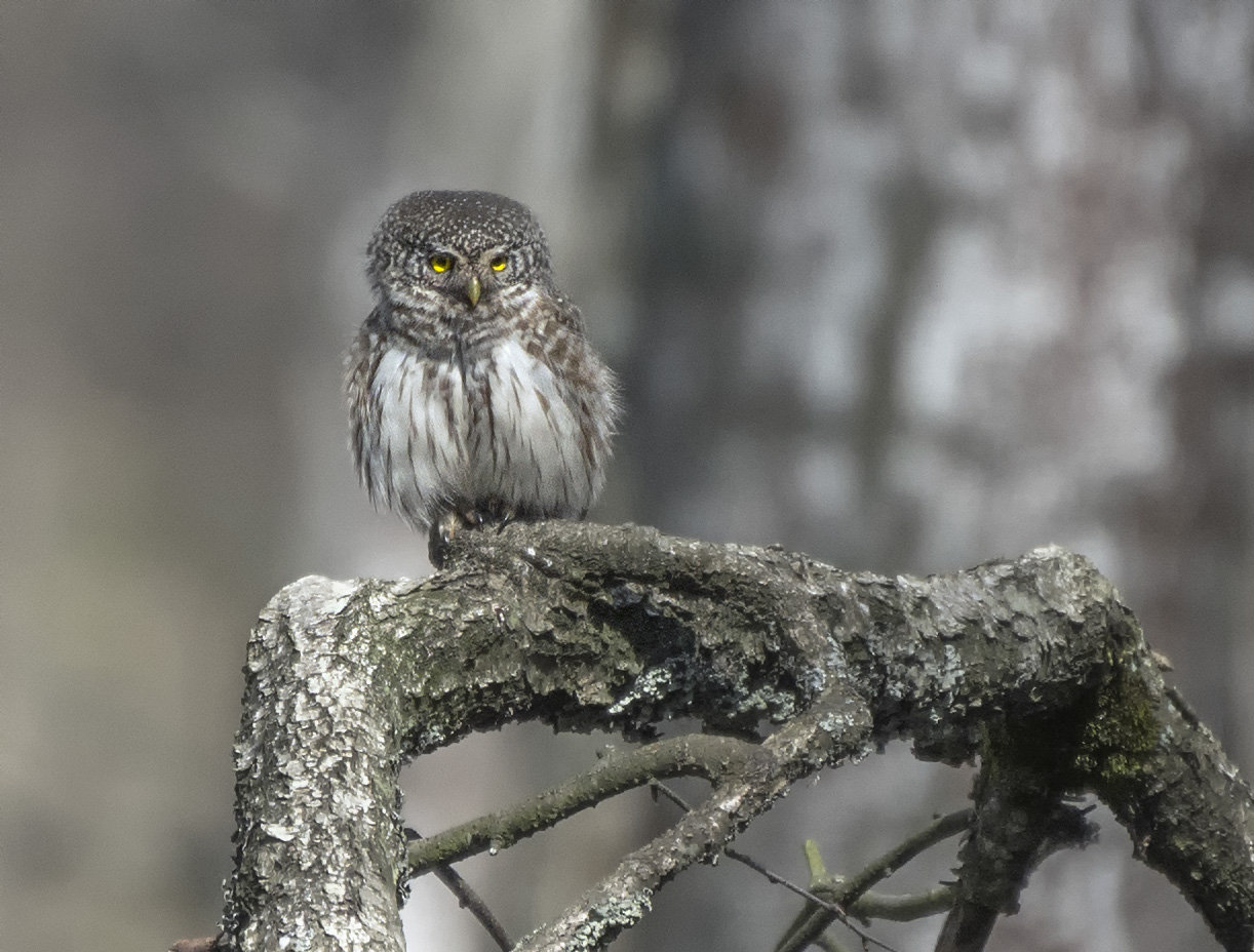 hoch sitzend - wegsehen ...
