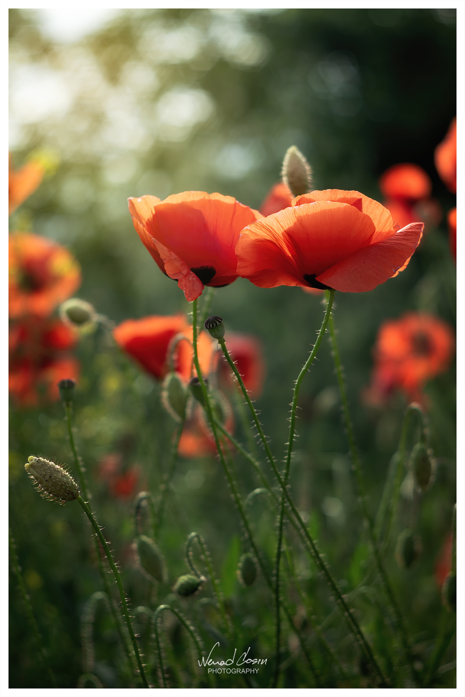 Poppy flowers