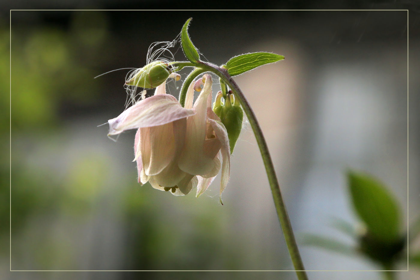 Aquilegia
