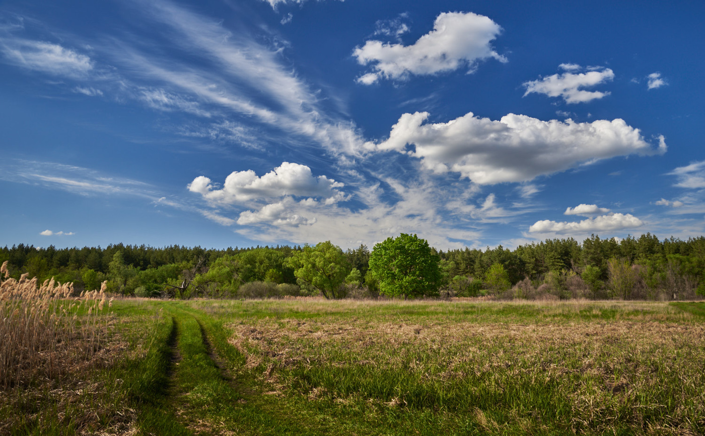 Wolken über den Wald