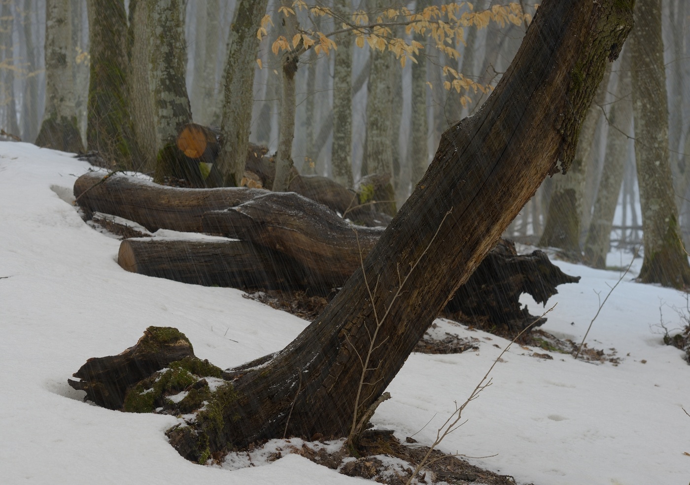 und der Schnee geht ...