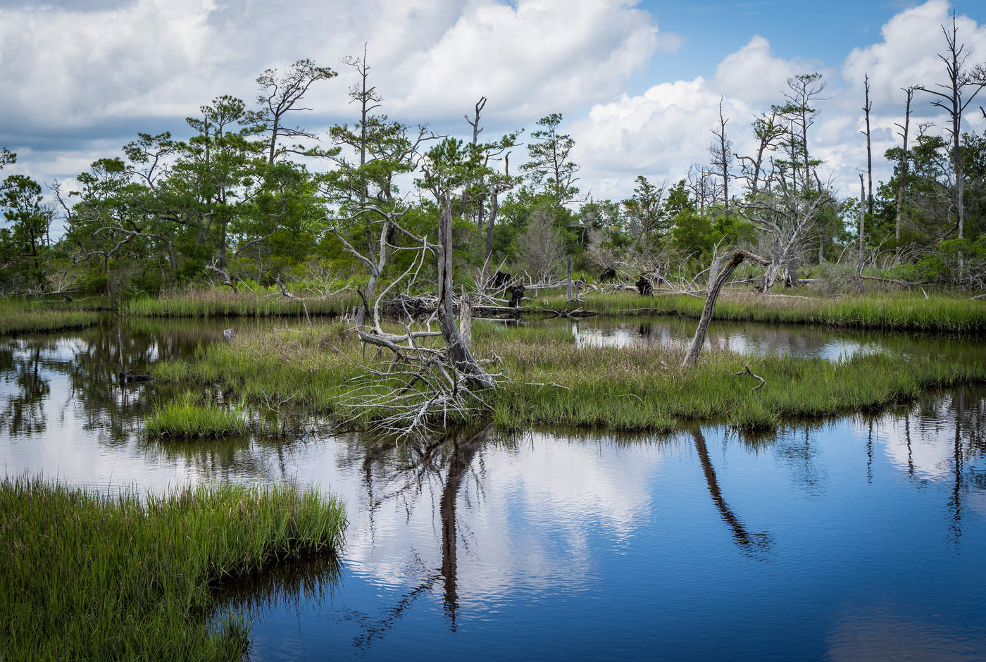 Coastal Swamp