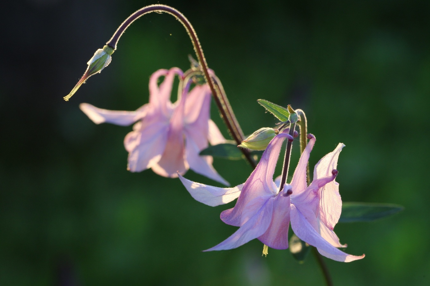 Aquilegia