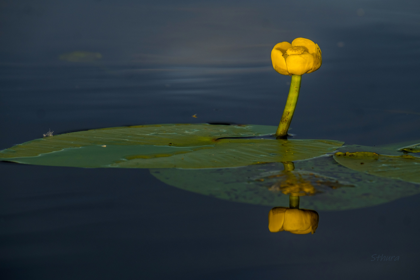 Waterlily.