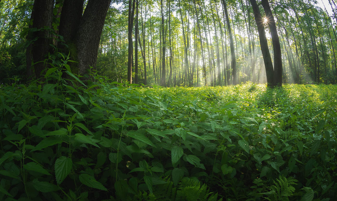 auf seinem Weg zum Licht