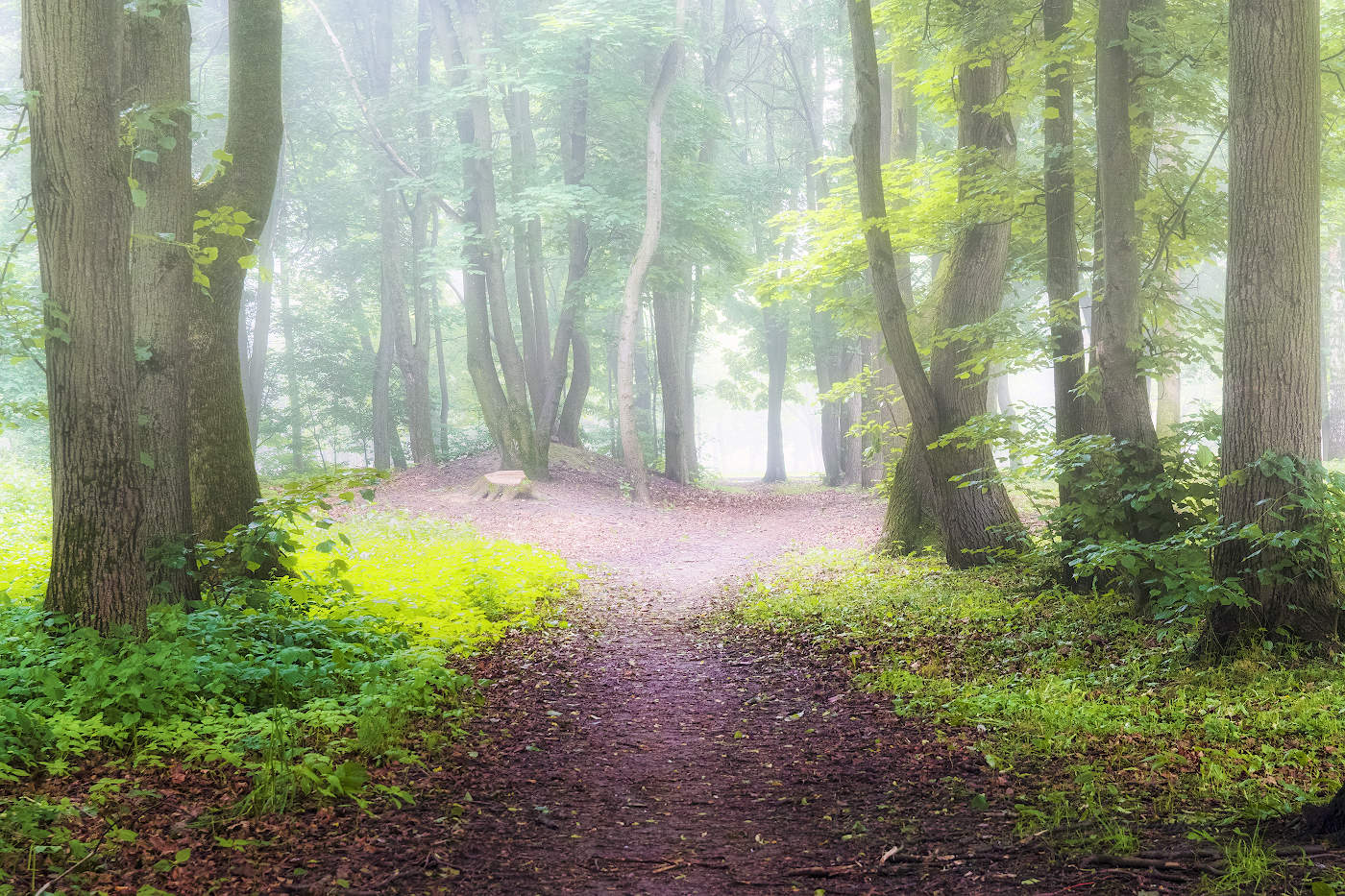 In der nebligen Dunst