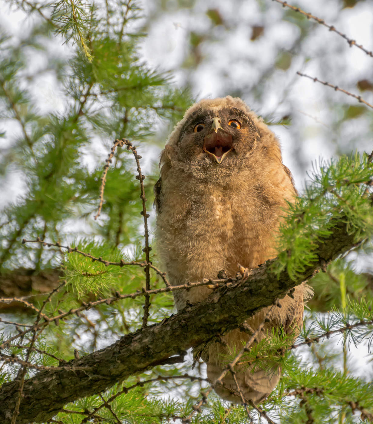 Owlet