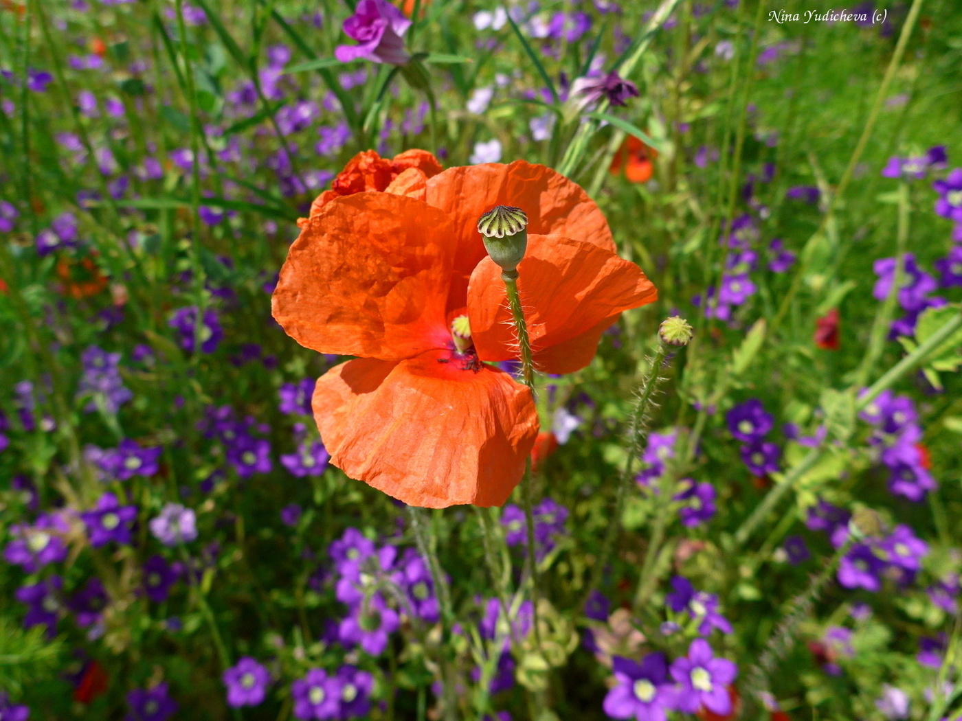 Mohn