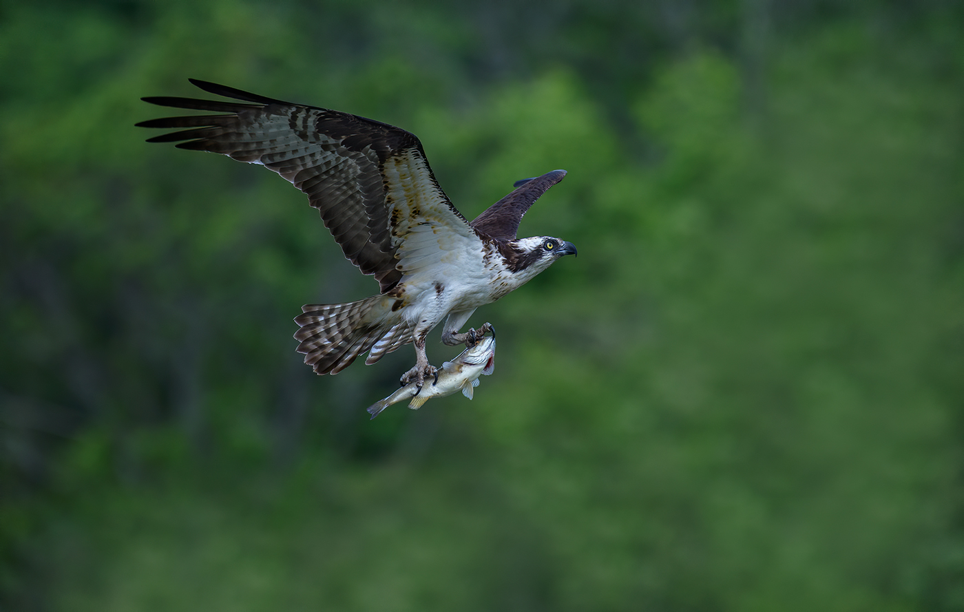 Osprey