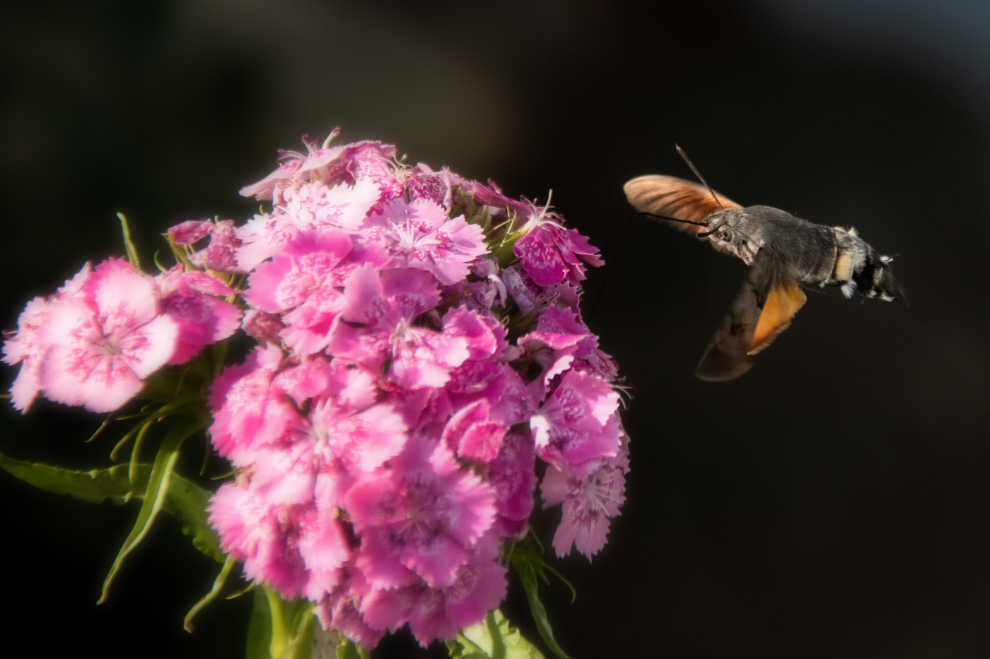 Taubenschwänzchen 2
