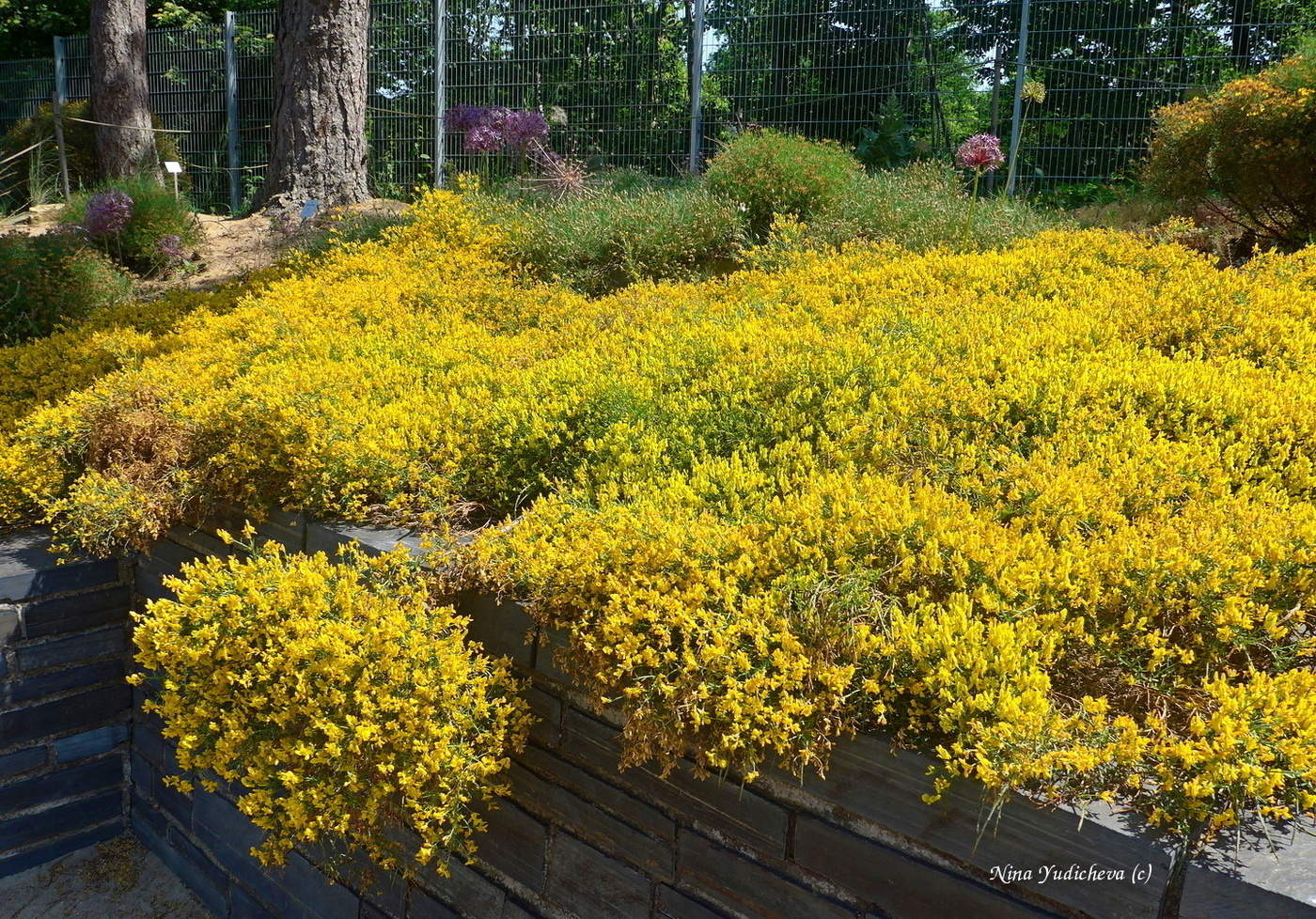 Loki Schmidt Garten Hamburg