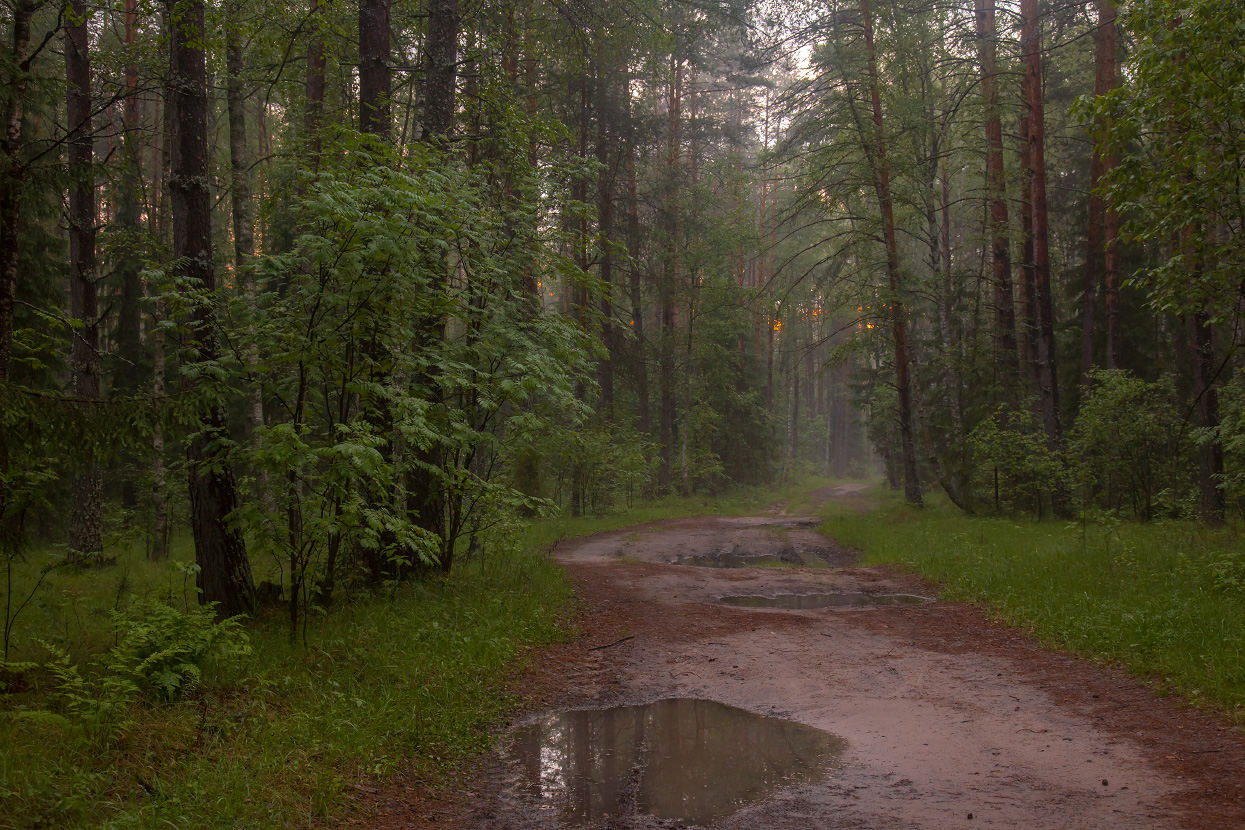 Evening forest