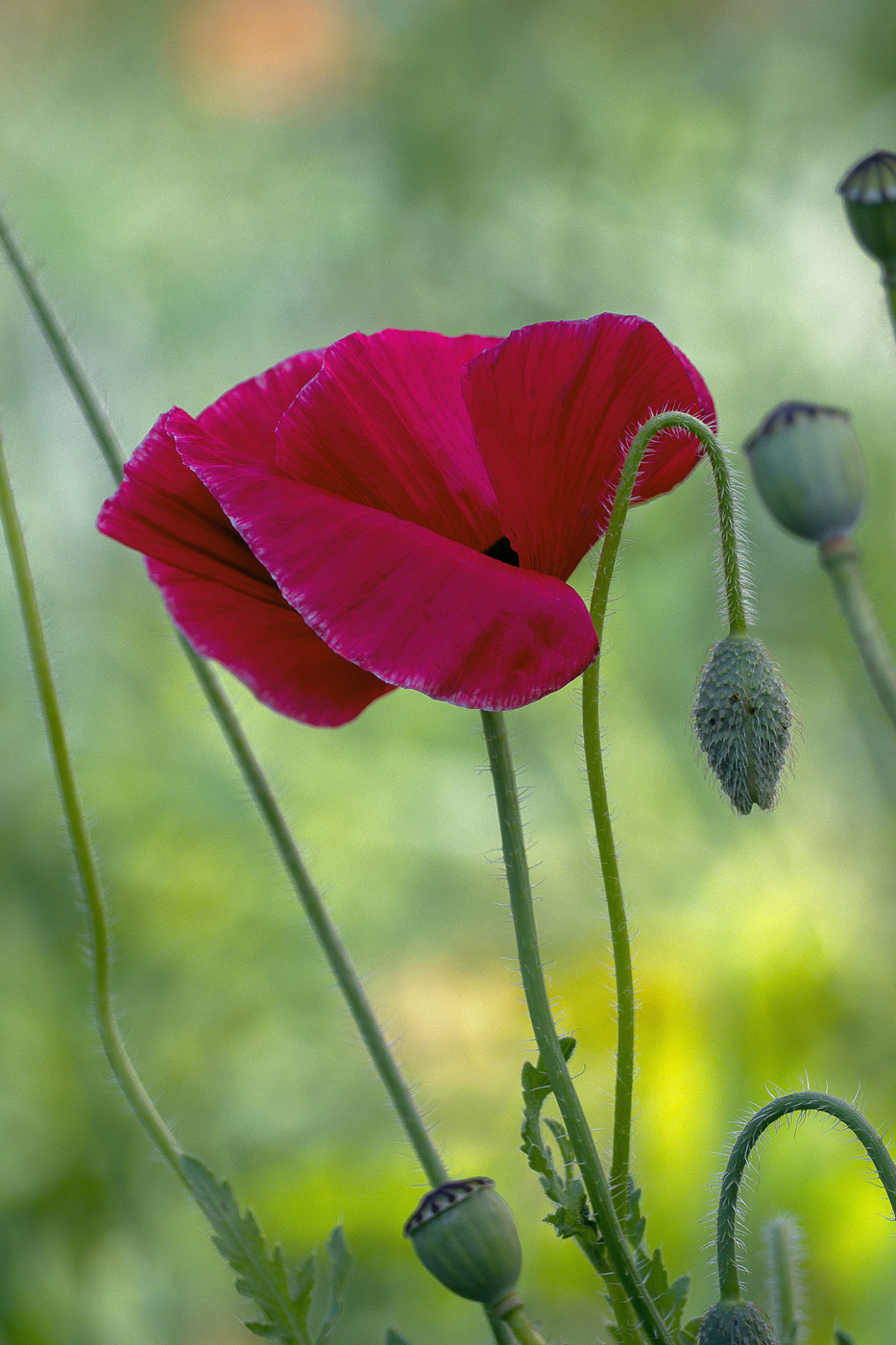 Mohn