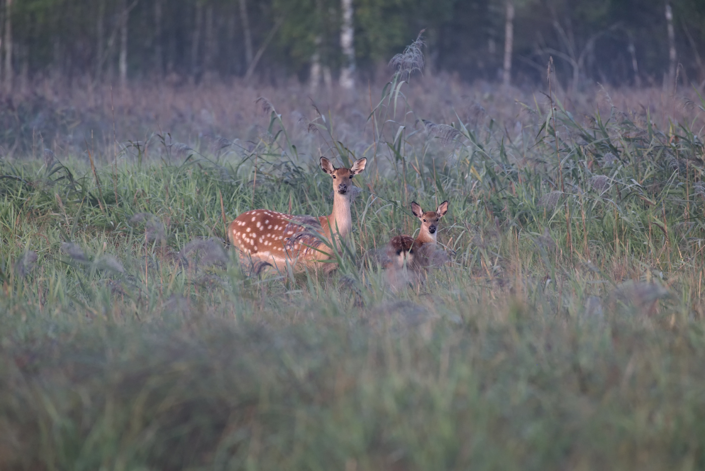 Am Morgen des Waldes