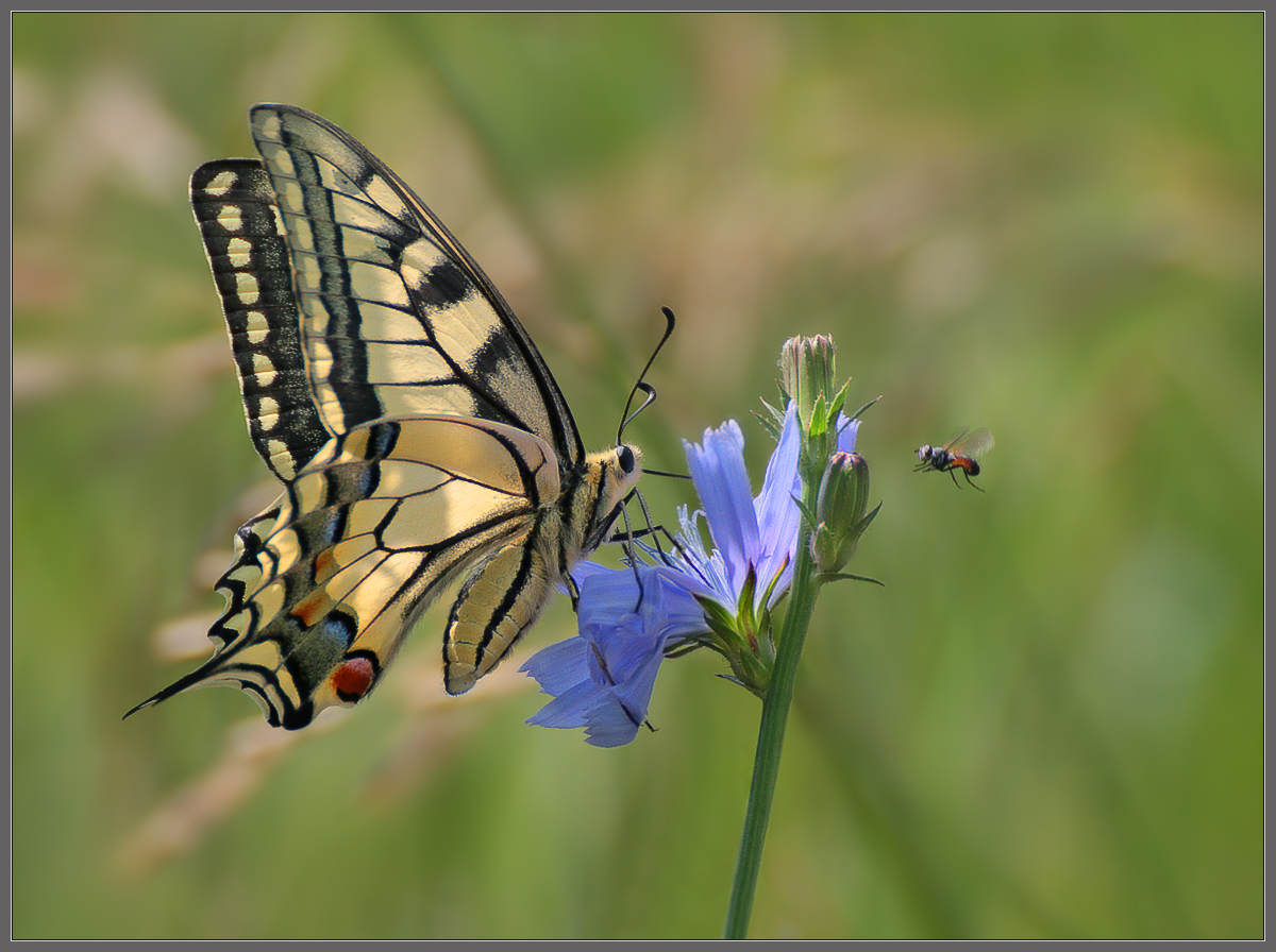 Der Elefant und die Schoßhunde