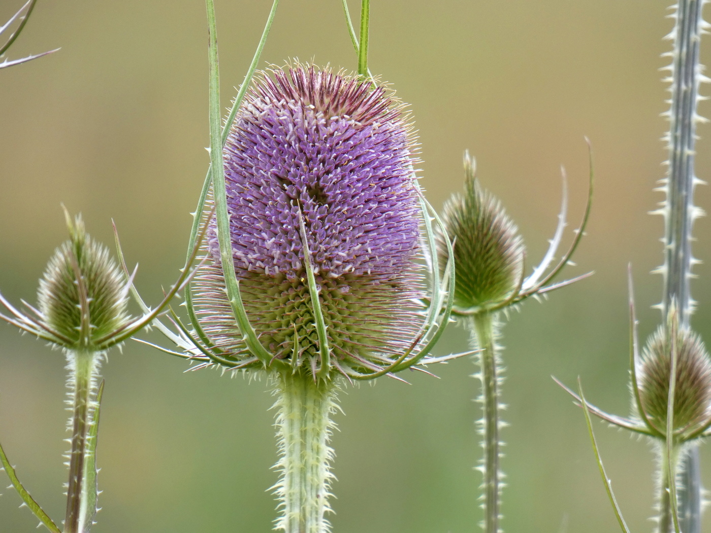 die wilde Karde blüht