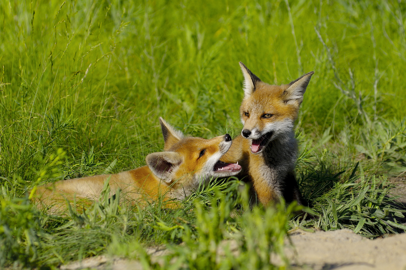 Lassen Sie uns spielen?