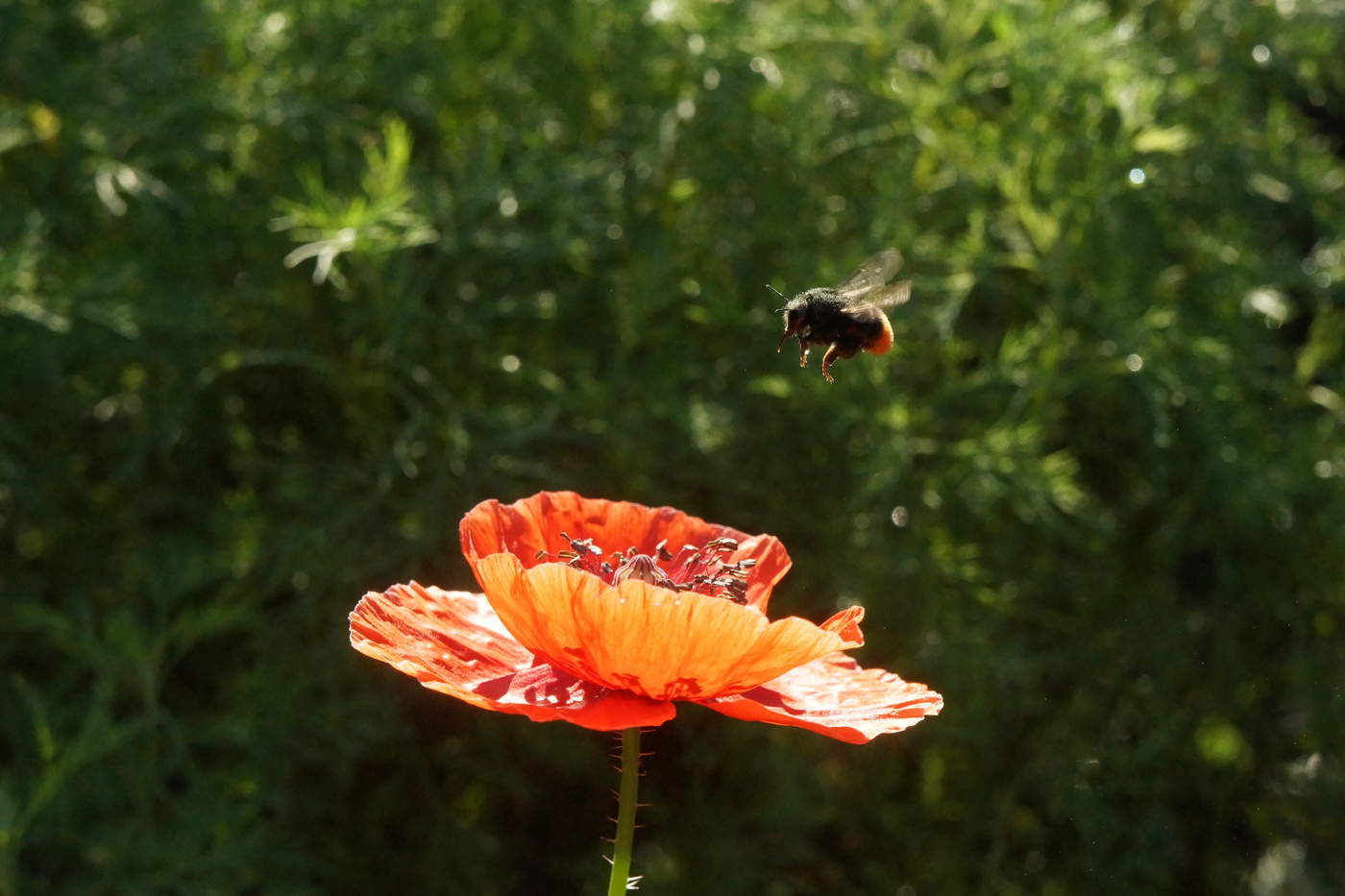 Ich gehe in den Boden