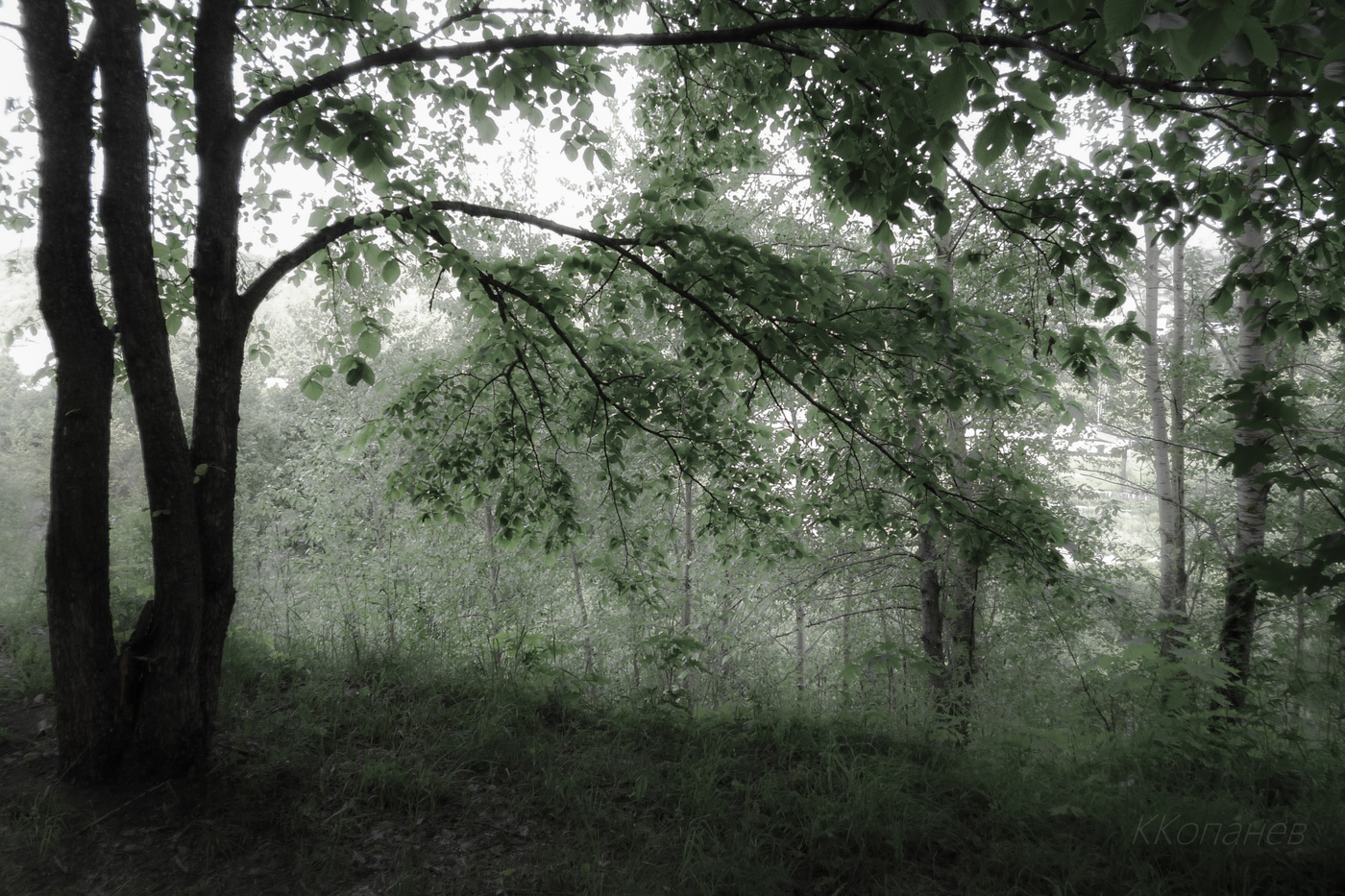 Im Schatten der Bäume