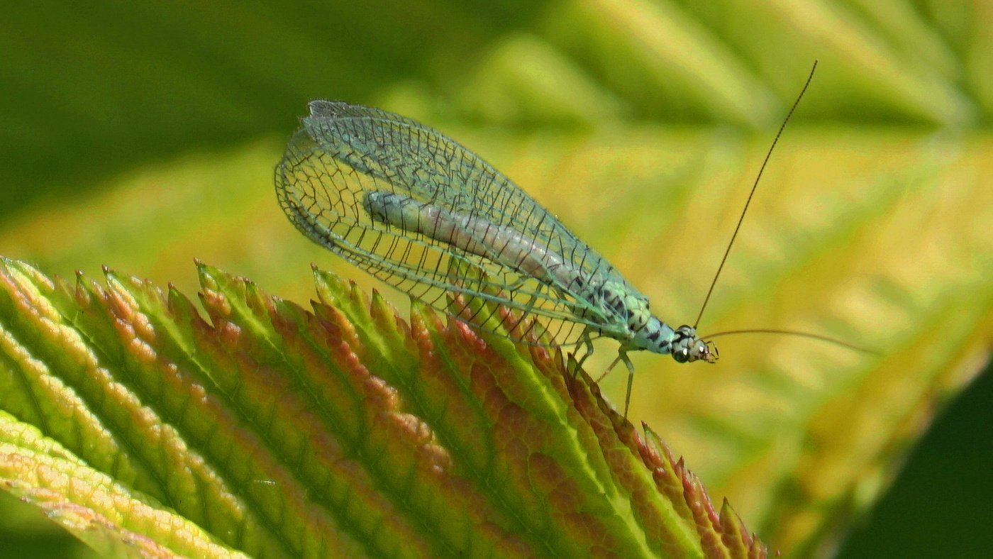 führen Sie das Licht