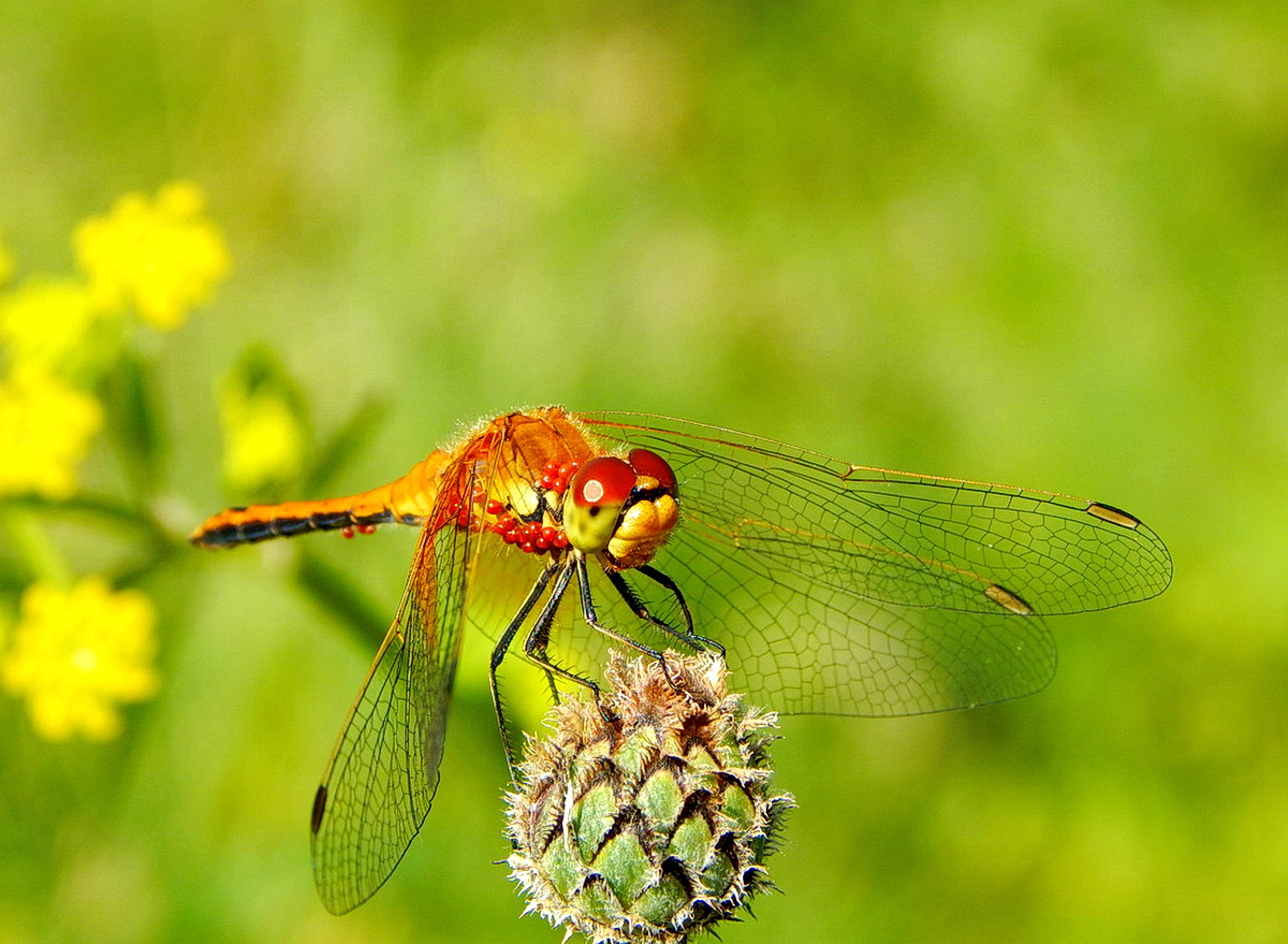 Dragonfly
