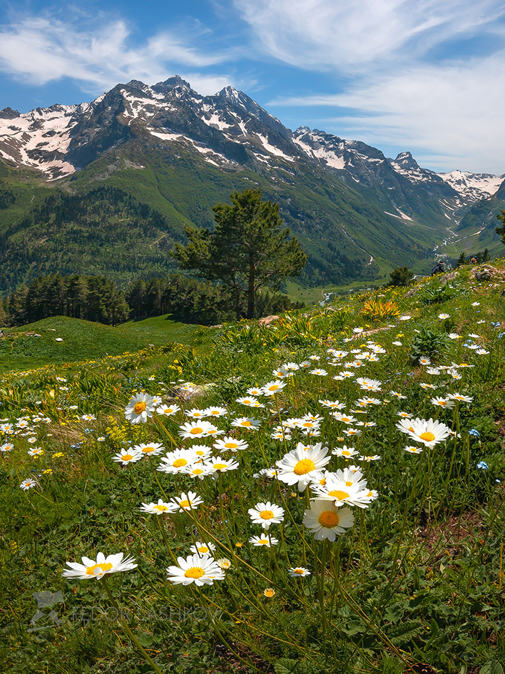 Gänseblümchen in den Bergen