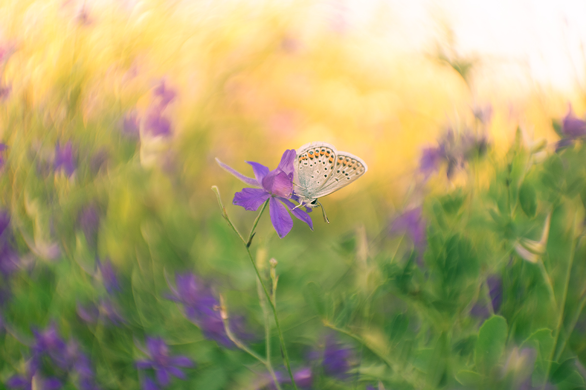 Über ein Schmetterling