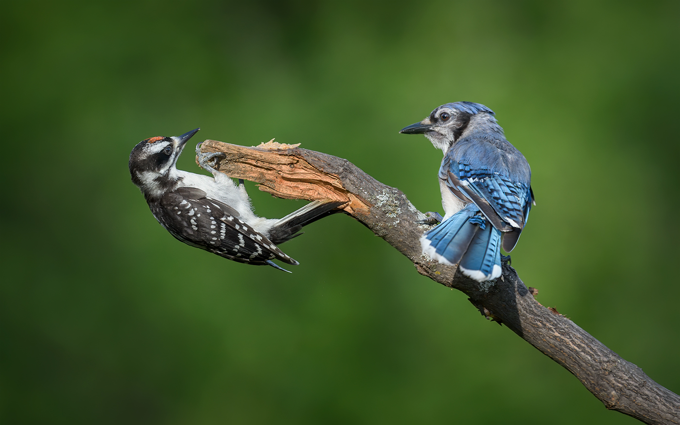 Rivals: Hairy Woodpecker (male, juvenile) vs. Blue Jay