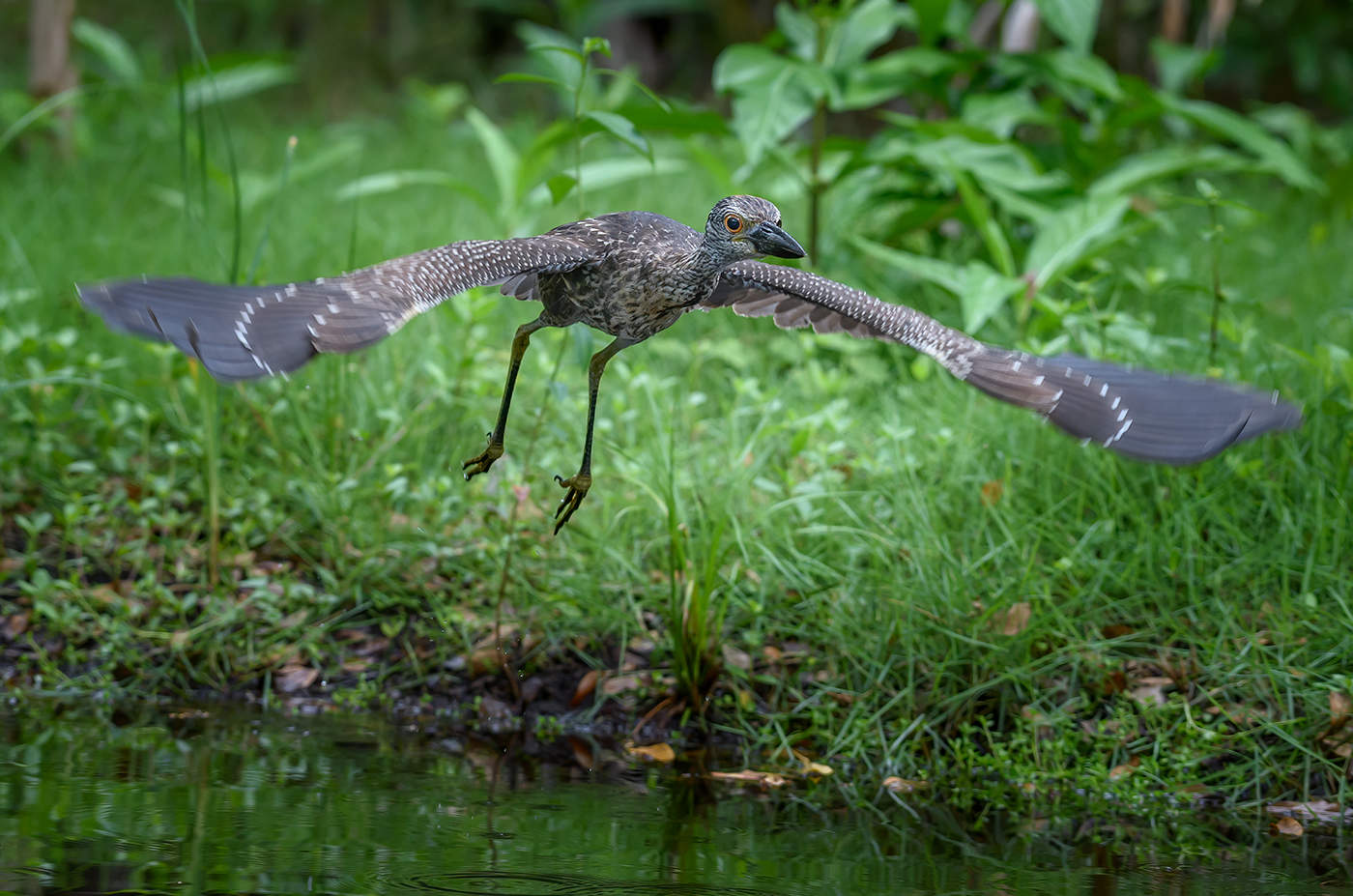 Yellow-crowned Night-Heron (Juvenile)
