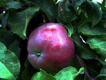 Anatoliy Bigaidarov (Anatol Snezhan)