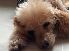 Keshju Moi Nezhnyi Angel